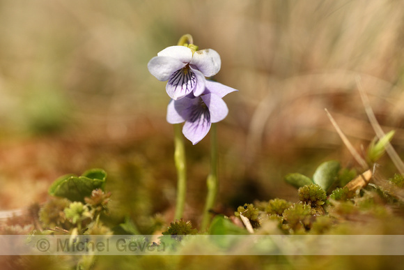 Moerasviooltje; Marsh violet; Viola palustris