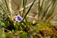 Moerasviooltje; Marsh violet; Viola palustris