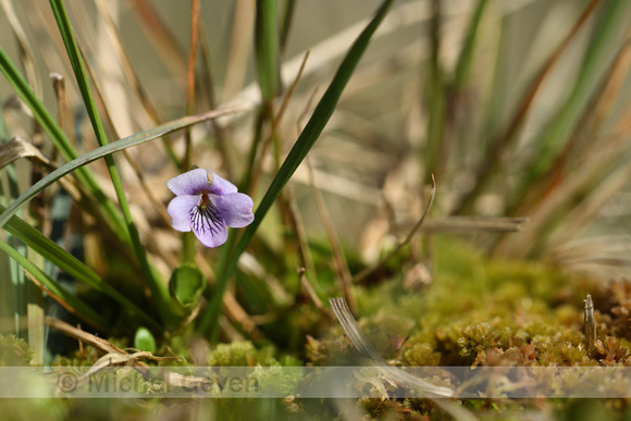 Moerasviooltje; Marsh violet; Viola palustris