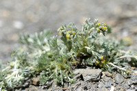 Alps wormwood - Artemisia umbelliformis
