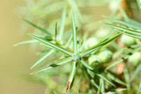 Stekelige Jeneverbes - Prickly Juniper - Juniperus oxycedrus