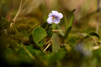 Moerasviooltje - Marsh Violet - Viola palustris