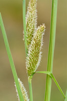 Carex hispida