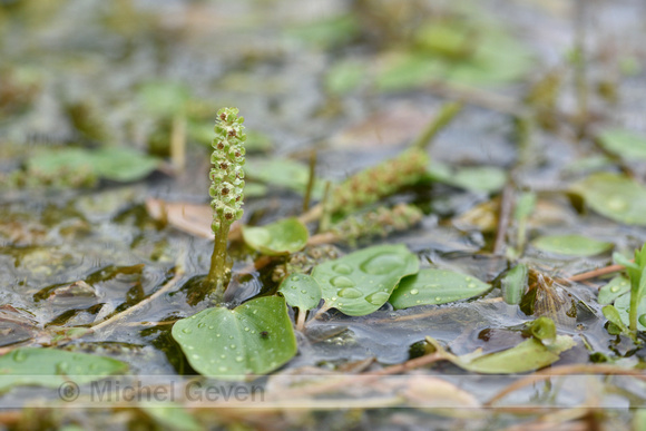 Ongelijkbladig fonteinkruid; Various-leaved Pondweed; Potamogeto