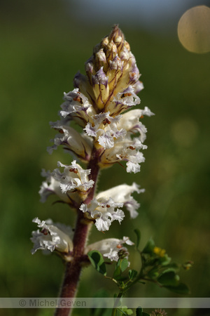 Orobanche crenata