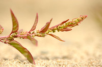 Korrelganzenvoet; Many-seeded Goosefoot; Chenopodium polyspermum
