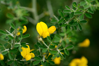 Montpellier Broom; Genista monspessulana