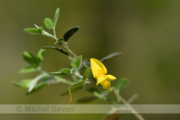 Montpellier Broom; Genista monspessulana