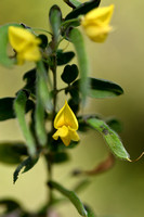 Montpellier Broom; Genista monspessulana