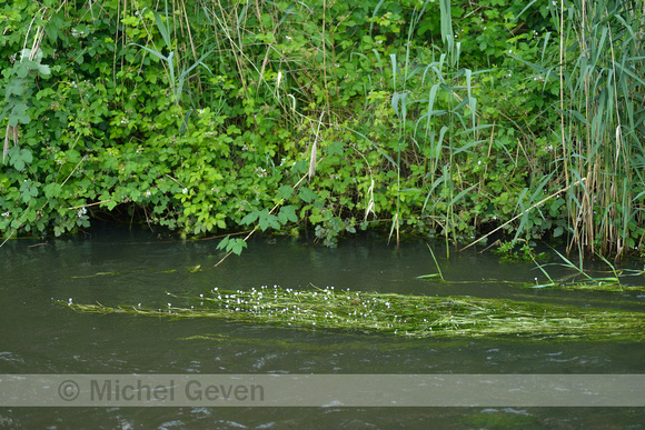 Vlottende waterranonkel; River water-crowfoot; Ranunculus fluitans