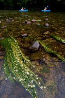Vlottende waterranonkel; River Water-crowfoot; Ranunculus fluita