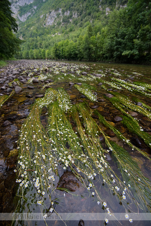 Vlottende waterranonkel; River Water-crowfoot; Ranunculus fluita