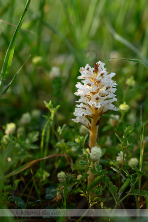 Orobanche crenata