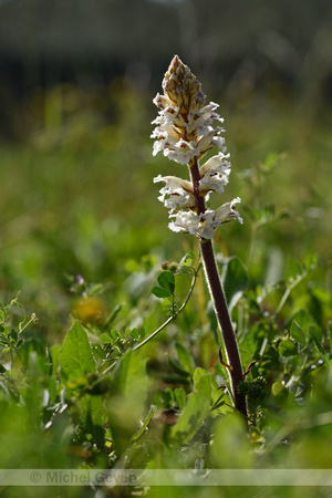 Orobanche crenata