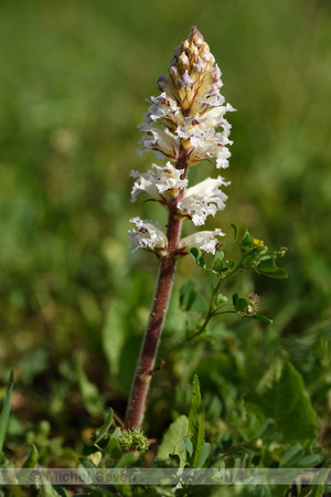 Orobanche crenata