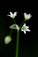Italian garlic; Allium pendulinum