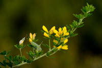 Genista monspessulana