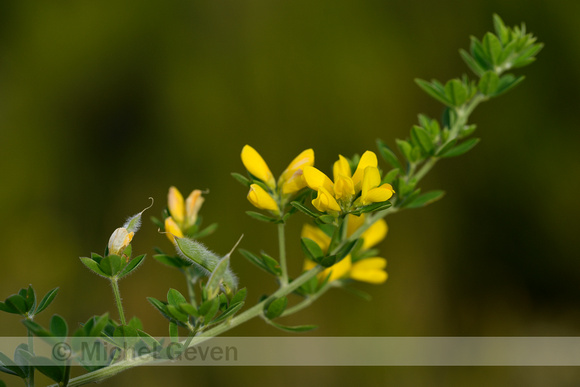 Genista monspessulana