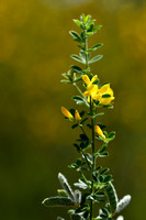 Genista monspessulana