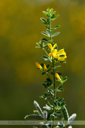 Genista monspessulana