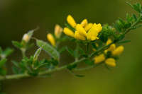 Genista monspessulana