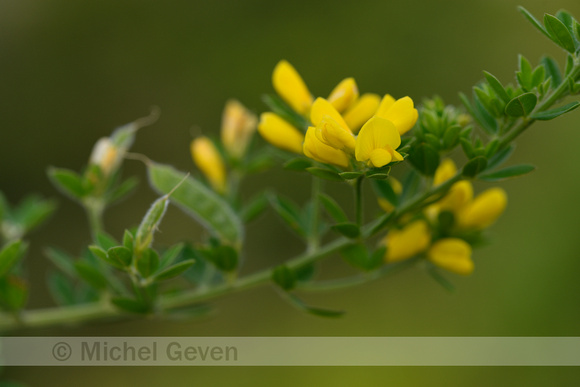 Genista monspessulana