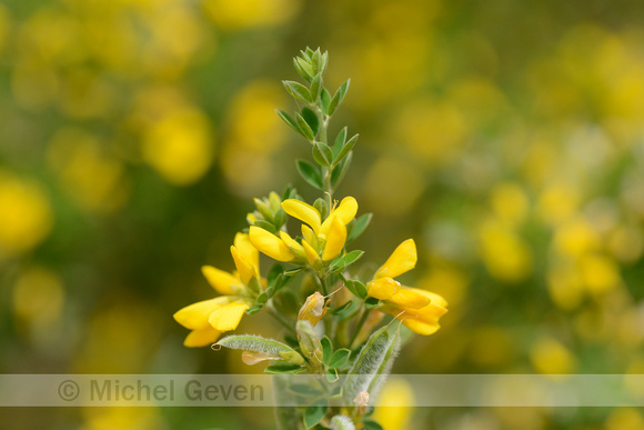 Montpellier Broom; Genista monspessulana