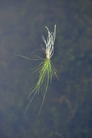 Grote biesvaren; Quillwort; Isoëtes lacustris