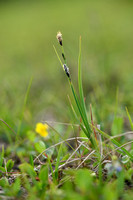 Stiff sedge; Carex bigelowii