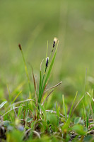 Stiff sedge; Carex bigelowii