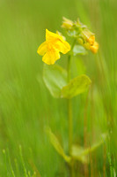 Gele maskerbloem; Yellow monkeyflower; Mimulus guttatus