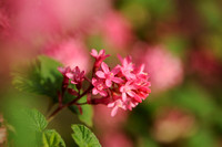 Rode Ribes; Flowering Currant; Ribes sanguineum;