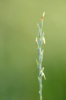 Intermediate Wheatgrass; Elytrigia intermedia;