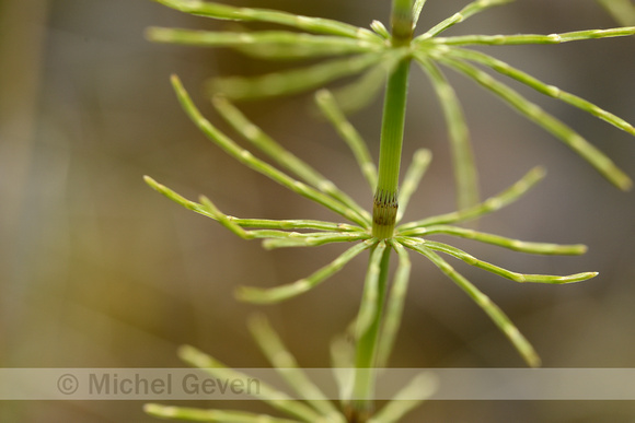 Shady Horsetail; Equisetum pratense