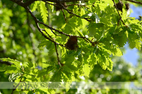 Hongaarse Eik; Italian Oak; Quercus frainetto