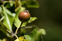 Wilde peer; Wild Pear; Pyrus communis