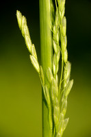 Rijstgras - Cut-grass - Leersia oryzoides
