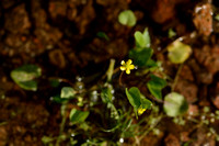 Addertongboterbloem - Adder's-Tongue Spearwort - Ranunculus ophioglossifolius