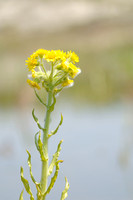 Moerasandijvie - Marsh fleawort - Tephroseris palustris
