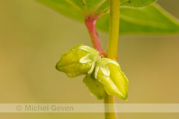 Franse Boekweit; Green Buckwheat; Fagopyrum tataricum;