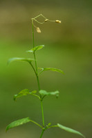 Norger bosmuur; Wood stichwort; Stellaria nemorum subsp. montana