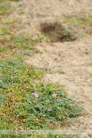 Duinreigersbek; Common Stork's-bill; Erodium cicutarium;