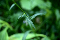 Phyteuma michelii