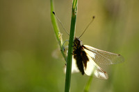 Gewone Vlinderhaft; Owlfly; Ascalaphus libelluloides