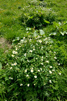 Witte Boterbloem - Aconite-leaf buttercup - Ranunculus aconitifolius