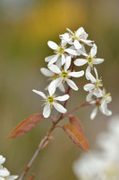 Amerikaans krentenboompje; Juneberry; Amelanchier lamarckii
