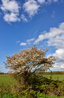 Amerikaans Krentenboompje; Juneberry; Amelanchier lamarckii;