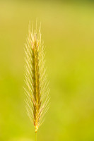 Veldgerst - Meadow Barley - Hordeum secalinum