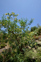 Tree Tobacco; Nicotiana glauca;