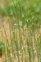 Moeslook; Field Garlic; Allium oleaceum